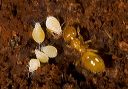 ant_and_aphid_6288