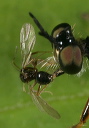 ant_and_robberfly_8840
