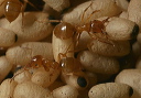 ants_0848
