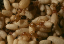 ants_a_0848