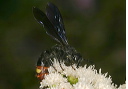 blue-winged_wasp060