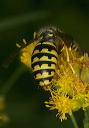 dolichovespula_1537