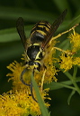 dolichovespula_1539