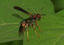 paper_wasp_5090