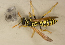 polistes_0738