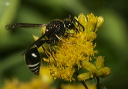 potter_wasp_1505