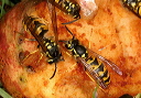 vespula_germanica209