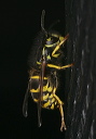 wasp_1793