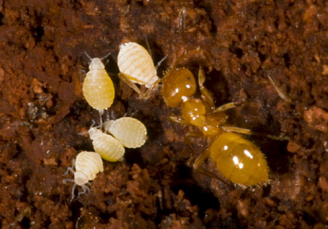 Lasius sp. Formicidae