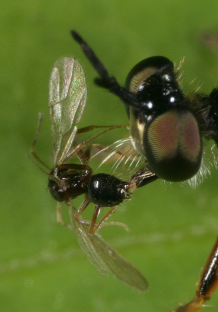 Brachymyrmex sp.? Formicidae