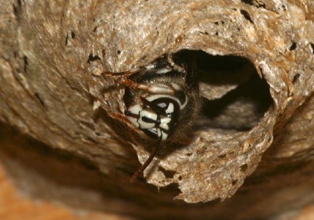 Dolichovespula maculata Vespidae