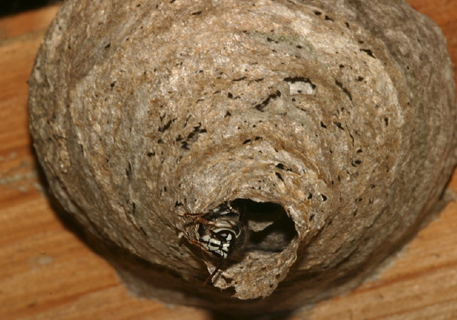 Dolichovespula maculata Vespidae