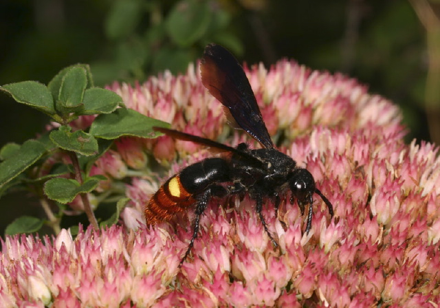 Scolia dubia Scoliidae