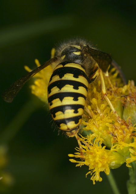 Dolichovespula arenaria Vespidae