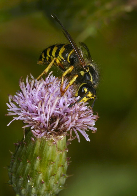 Dolichovespula arenaria Vespidae