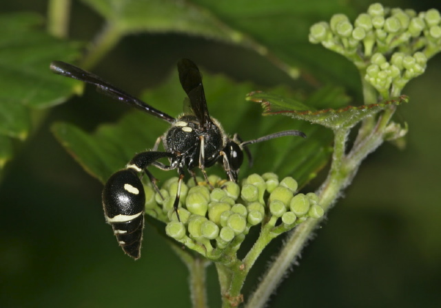 Eumenes fraternus Vespidae