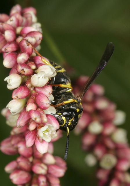 Euodynerus foraminatus Vespidae