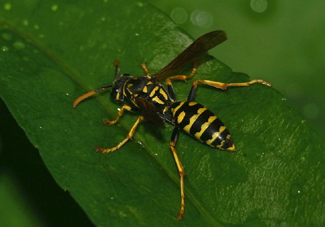 Polistes dominulus Vespidae