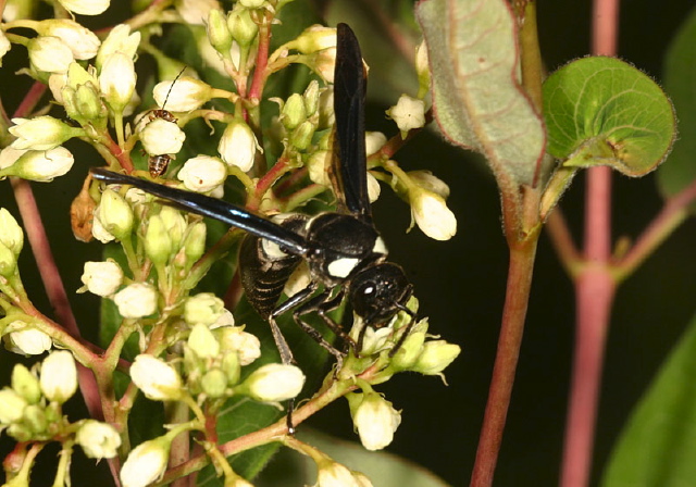 Monobia quadridens Vespidae