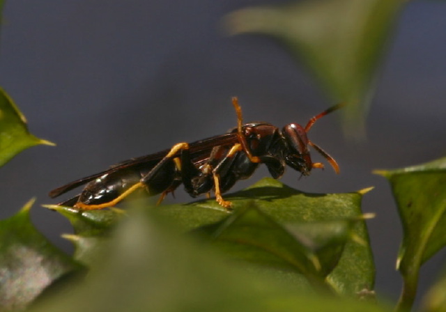 Polistes annularis Vespidae