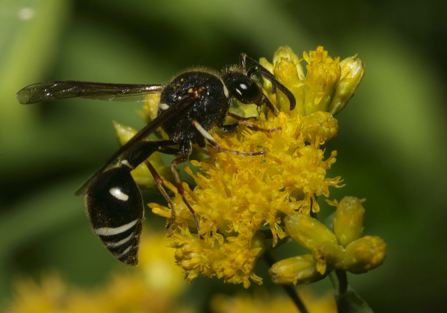 Eumenes fraternus Vespidae