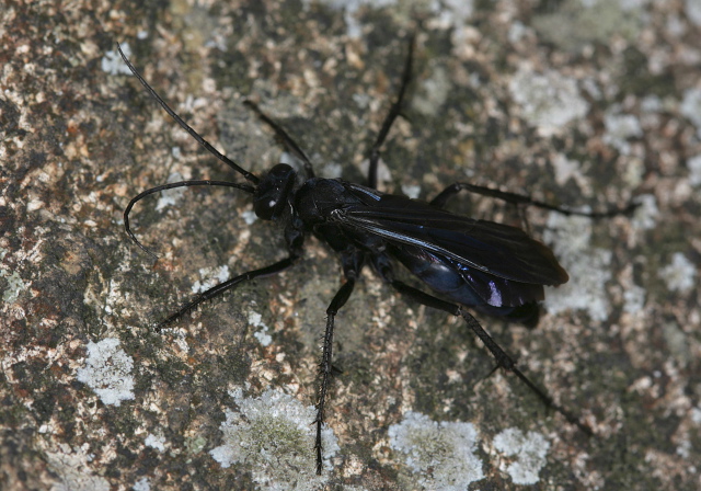 Anoplius sp. Pompilidae