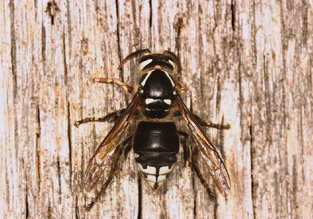 Dolichovespula maculata Vespidae