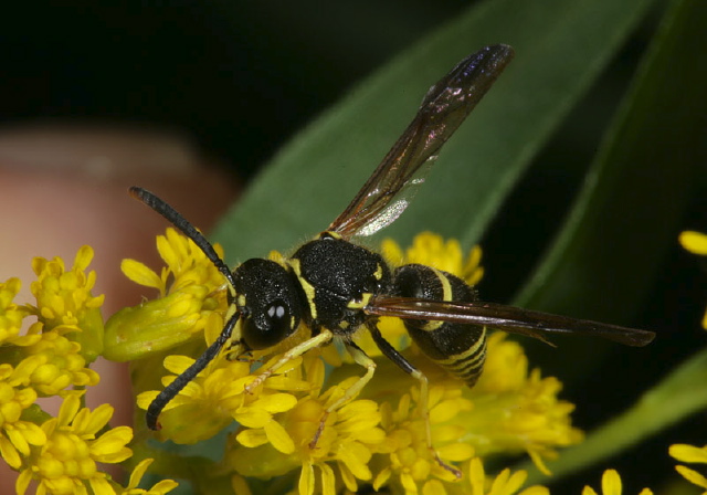 Ancistrocerus catskill Vespidae