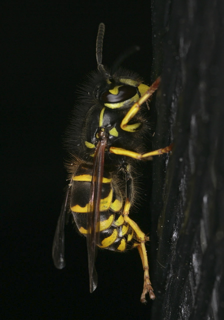 Vespula vulgaris Vespidae