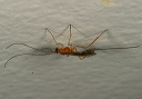 braconid_wasp644