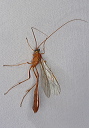 ichneumon_1661