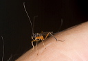 ichneumon_2303