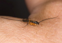 ichneumon_2304