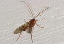 ichneumon_sp566