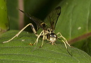 ichneumon_wasp1713