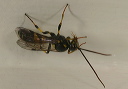 ichneumon_wasp_sp195