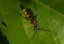 ichneumon_wasp_sp373