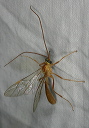 ichneumonidae8444