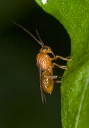 wasp_2526