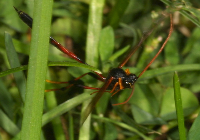 Banchus sp.? Ichneumonidae