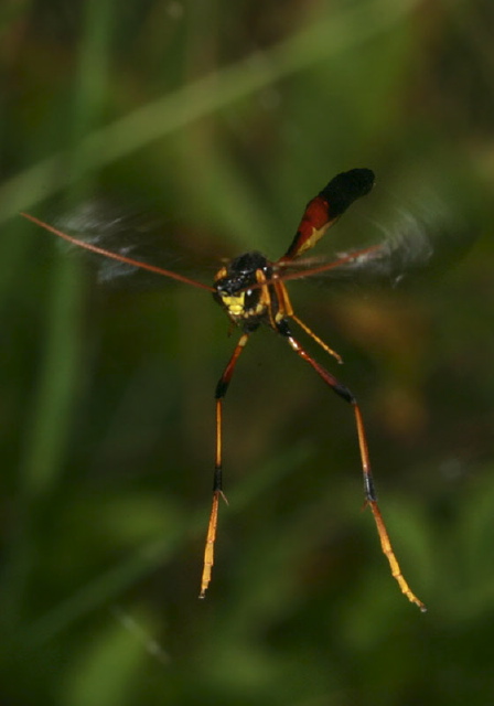 Banchus sp.? Ichneumonidae