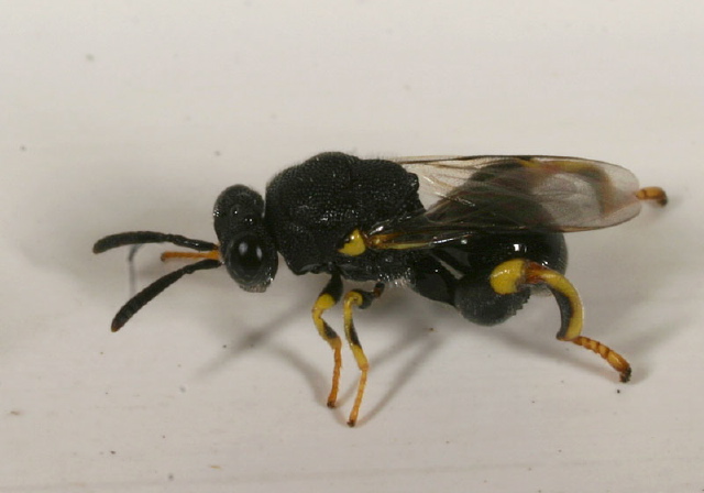 Brachymeria sp. Chalcididae