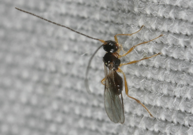 Alysiinae sp? Braconidae