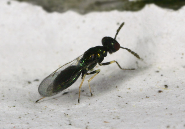   Eulophidae