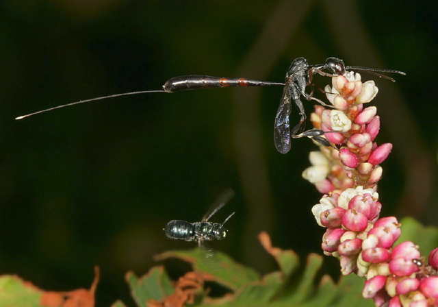 Gasteruption sp. Gasteruptiidae