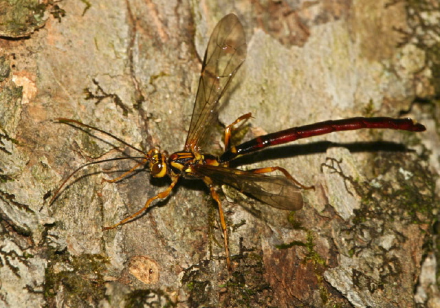 Megarhyssa macrurus Ichneumonidae