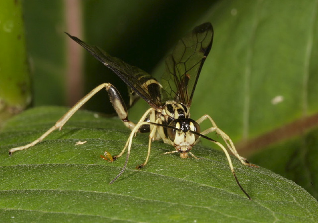 Arotes sp. Ichneumonidae