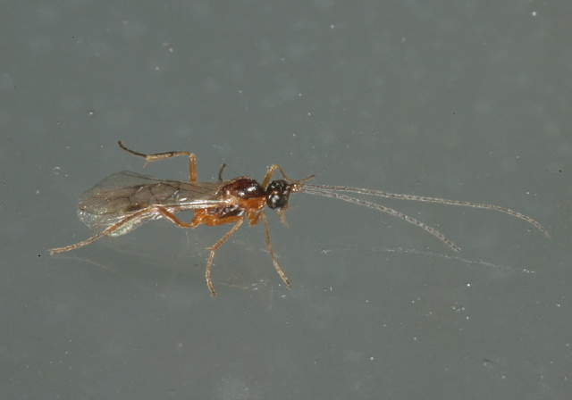   Braconidae