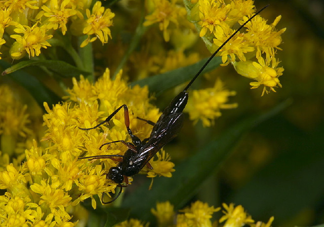   Ichneumonidae