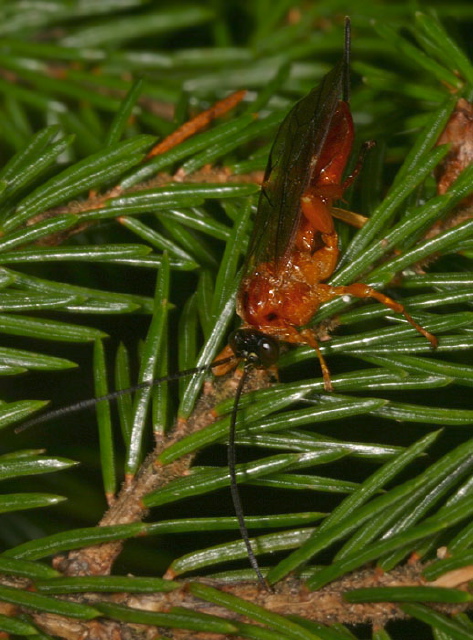   Ichneumonidae